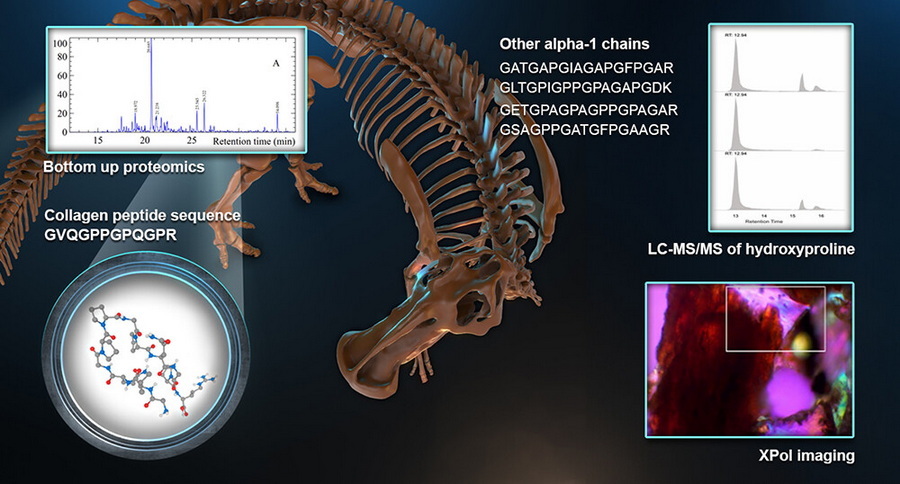 Collagen fibers detected in a dinosaur bone, challenging long-age decay models.