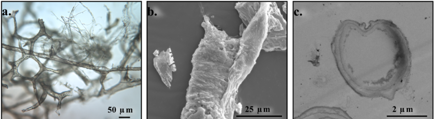 Microscope image of flexible blood vessels extracted from a Tyrannosaurus rex bone.